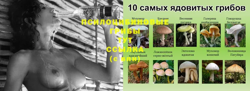 Галлюциногенные грибы Psilocybe  Зверево 